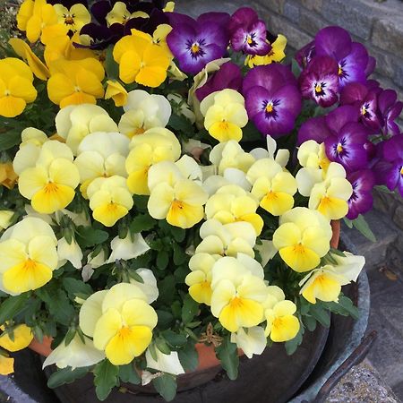B&B Les Fleurs Gignod ภายนอก รูปภาพ