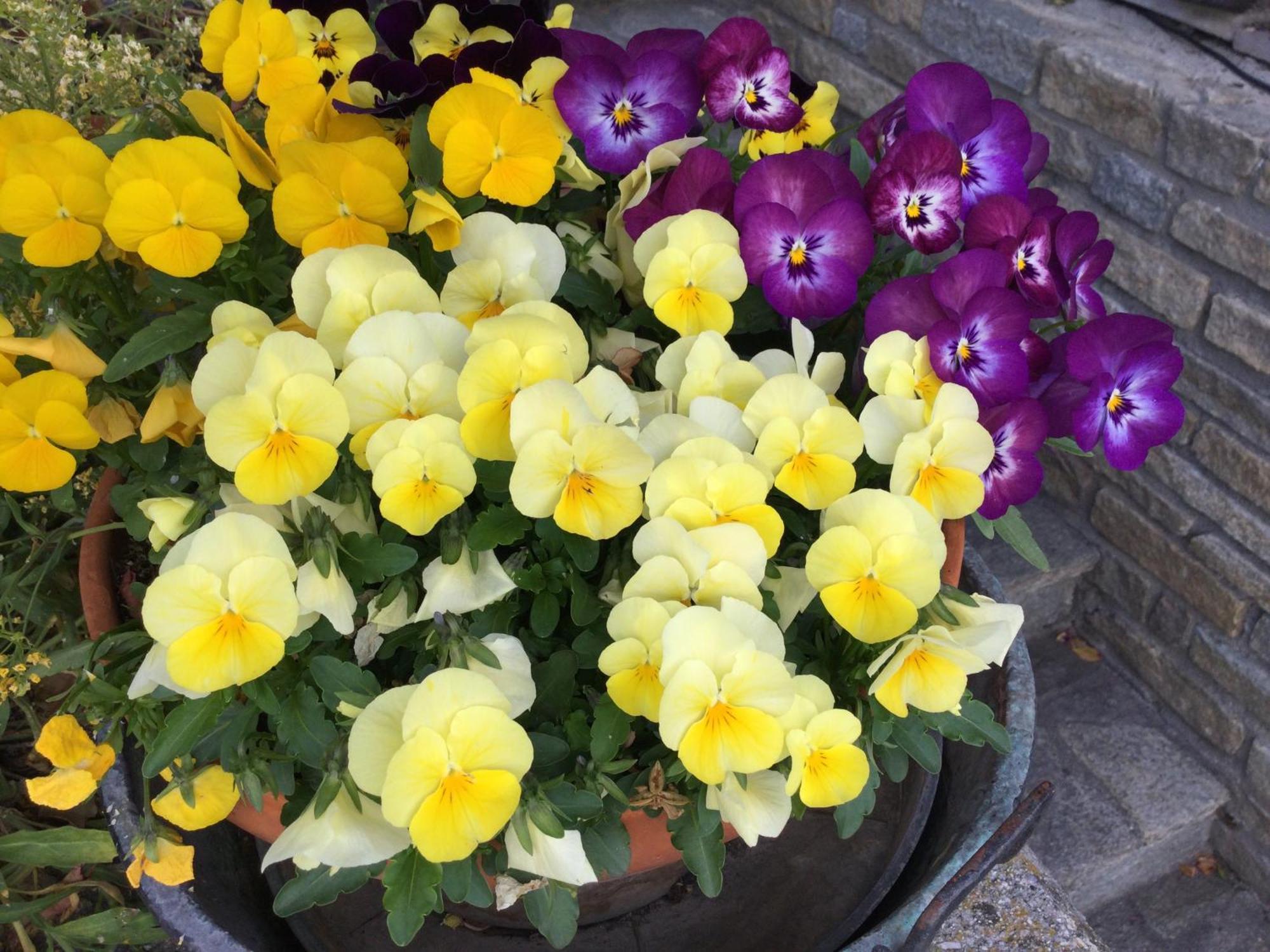 B&B Les Fleurs Gignod ภายนอก รูปภาพ