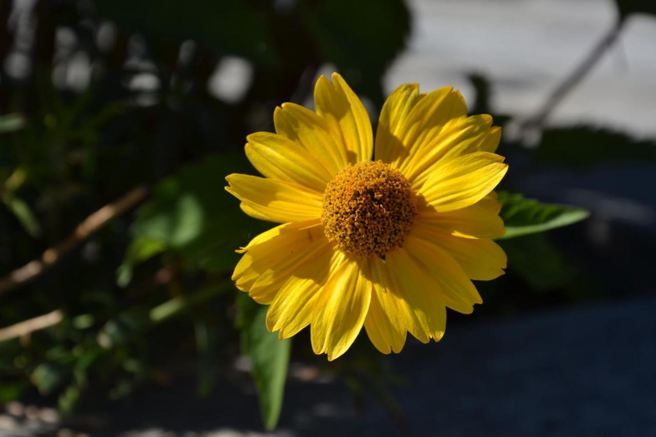 B&B Les Fleurs Gignod ห้อง รูปภาพ